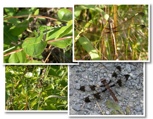 North Carolina Dragonflies